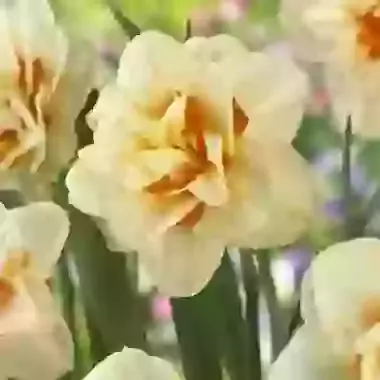 Flower Parade